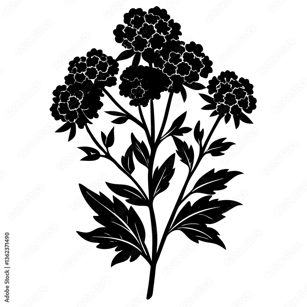 Feverfew Flower Vector Graphic Design File Feverfew Flower Vector Graphic Design File