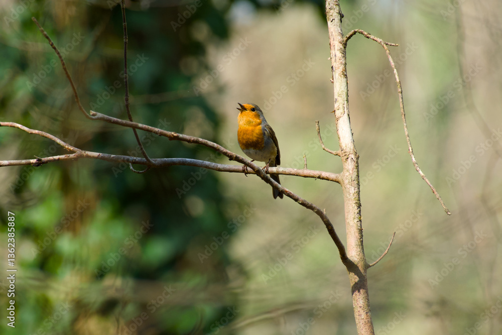 robin perching on a twig and singing on a sunny spring day robin perching on a twig and singing on a sunny spring day
