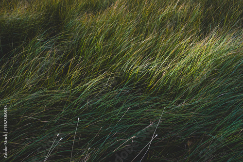 Field of windswept meadow grasses and wildflowers, Lake Tahoe, California, USA