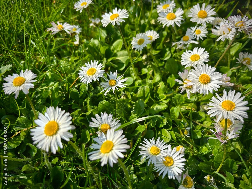 pâquerettes pâquerettes