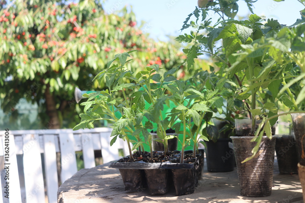 close-up of tomato and other vegetable seedlings on a wooden table in the garden on a spring day close-up of tomato and other vegetable seedlings on a wooden table in the garden on a spring day