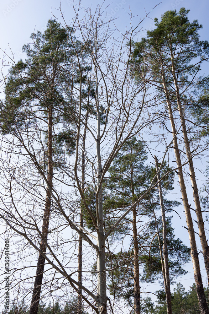 Obraz premium Tall trees reaching towards the blue sky in a winter forest scene