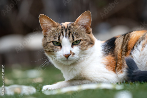 Wallpaper Mural The Enigmatic Gaze of a Calico Tabby: A Portrait of Grace and Mystery Torontodigital.ca
