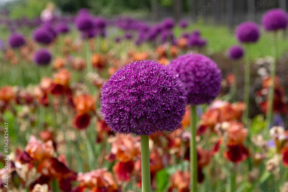 Obraz premium Giant violet ion (Allium Giganteum) flowers blooming