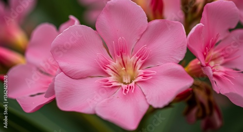Delicate pink flowers bloom softly illuminated by natural light. AI Generated