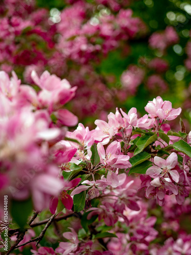 Wallpaper Mural apple tree, summer, flower, beauty, bloom, floral, blossom, nature, spring, pink, green, petal, bud Torontodigital.ca