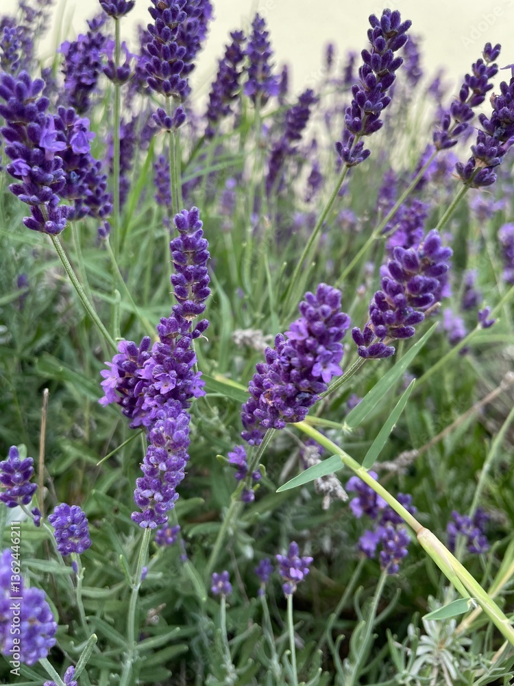 Naklejka premium White and purple lavender in the garden