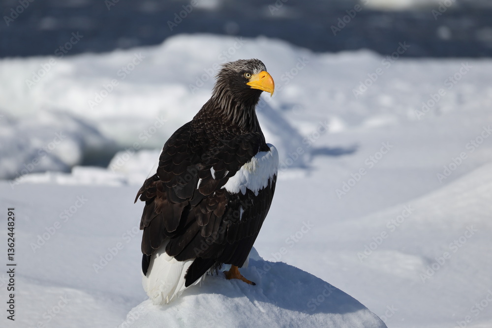 Steller's sea eagle (Haliaeetus pelagicus), also known as the Pacific sea eagle or white-shouldered eagle, is a very large diurnal bird of prey in the family Accipitridae. Steller's sea eagle (Haliaeetus pelagicus), also known as the Pacific sea eagle or white-shouldered eagle, is a very large diurnal bird of prey in the family Accipitridae.