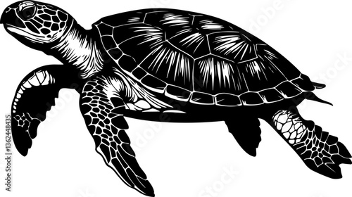 turtle on a white background