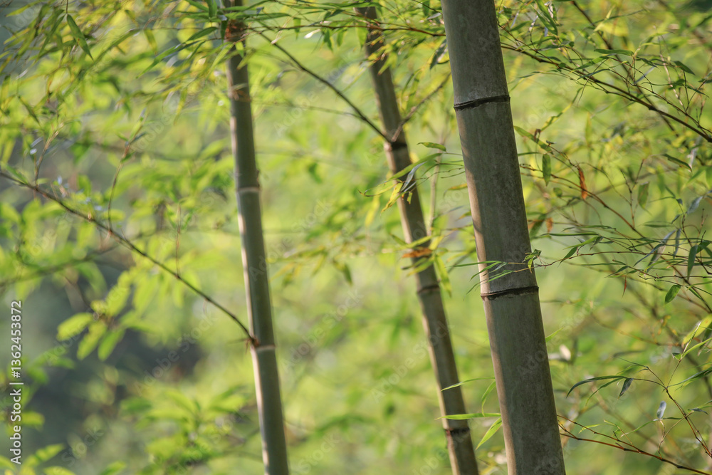 Fototapeta premium Close-up Scenery of Bamboo in Sunlit Bamboo Forest