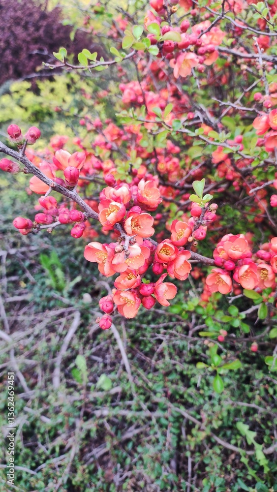 Naklejka premium Branch with vibrant red and orange spring flowers in bloom, surrounded by green leaves and blurred background
