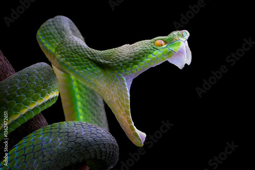 Foto Trimeresurus Insularis snake closeup head, Indonesian viper snake on isolated ba