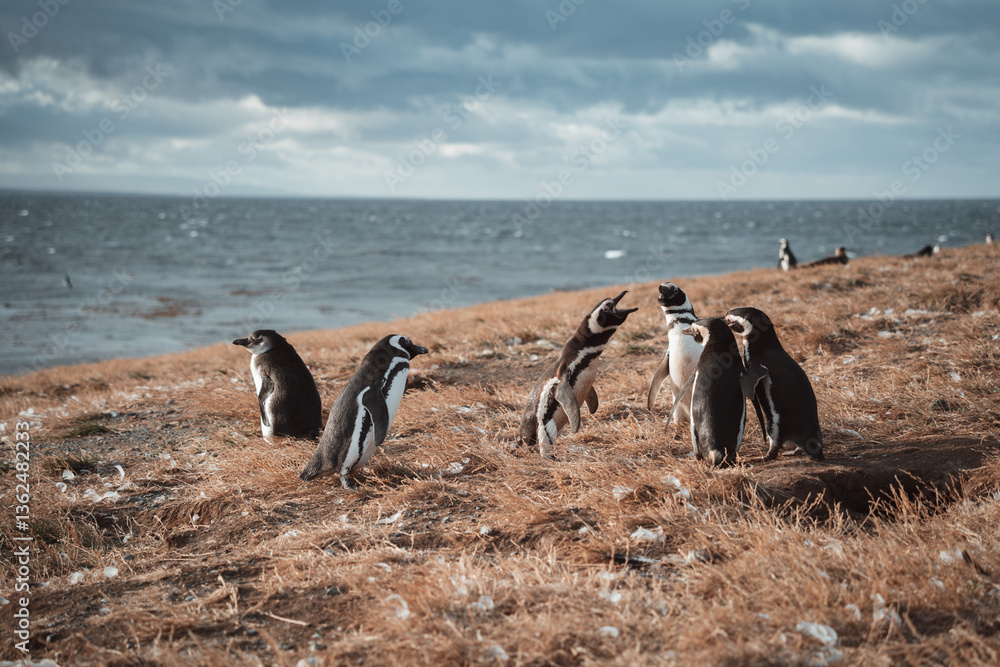 Fototapeta premium penguin on the beach in isla magdalena patagonia