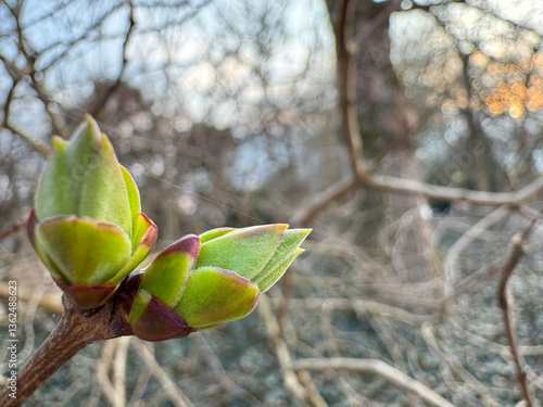 Konstfotografi Close-up of a young bud of a plant preparing for budding in spring