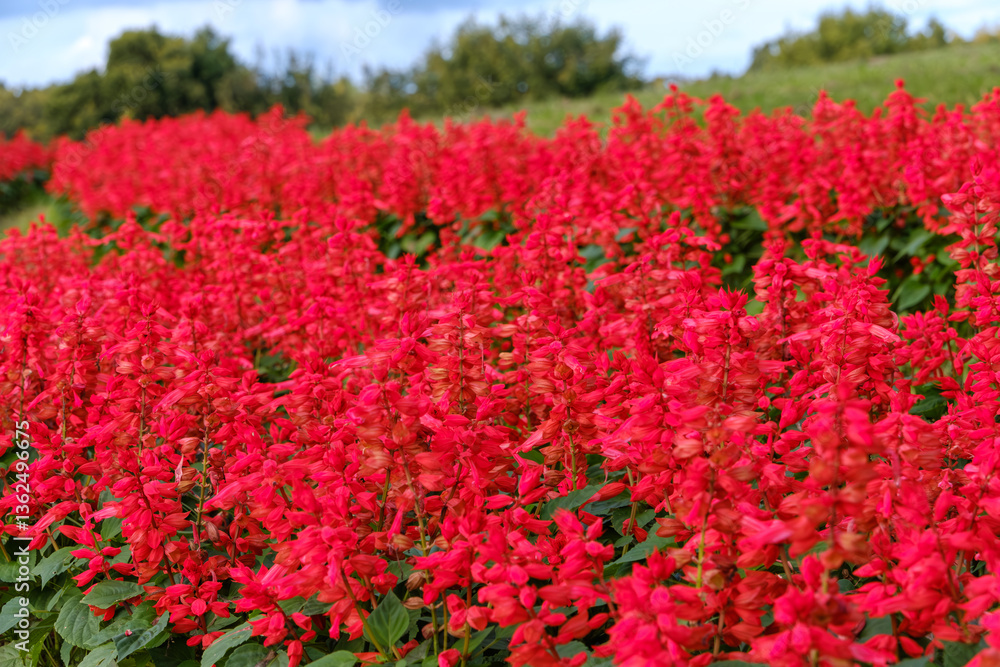 鮮やかなサルビアの花畑 鮮やかなサルビアの花畑