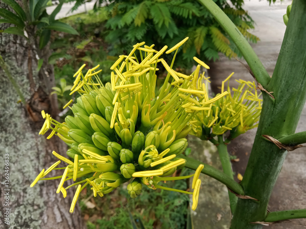 Obraz premium Agave chrysantha, the golden-flowered century plant, is a plant species endemic to Arizona. The species is distinguished by its bright yellow flowers, borne on a flowering stalk up to 23 feet tall