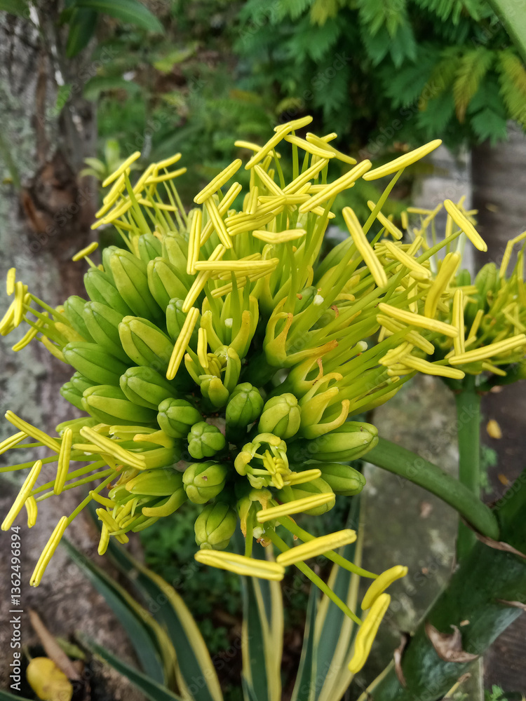 Obraz premium Agave chrysantha, the golden-flowered century plant, is a plant species endemic to Arizona. The species is distinguished by its bright yellow flowers, borne on a flowering stalk up to 23 feet tall