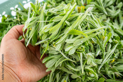 Fresh wild vegetables picked in spring - Qingming vegetables