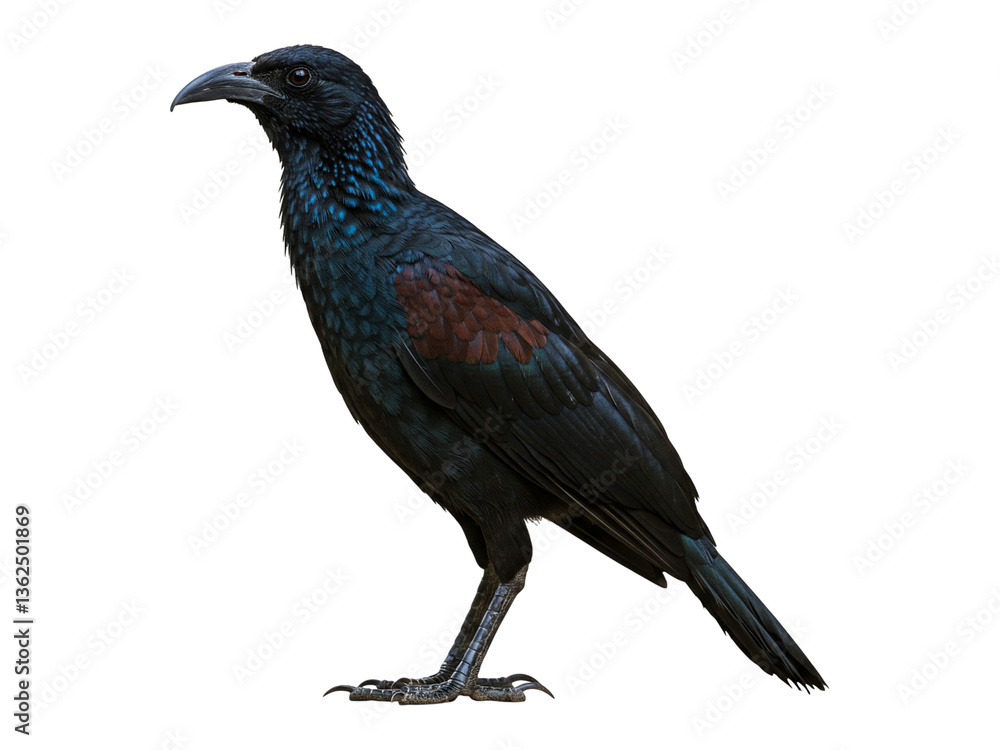 custom made wallpaper toronto digitalA Greater Coucal, a striking black bird with a long, curved bill, is isolated against a seamless white background.