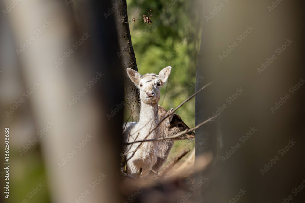 Obraz premium Albinism