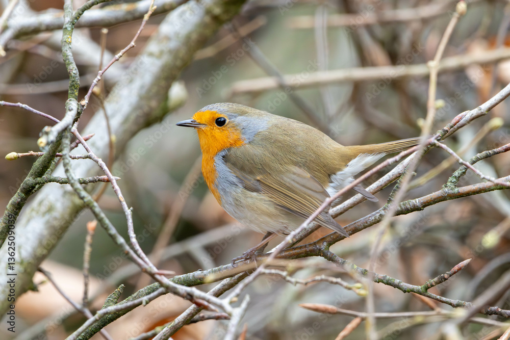 Fototapeta premium robin on a branch