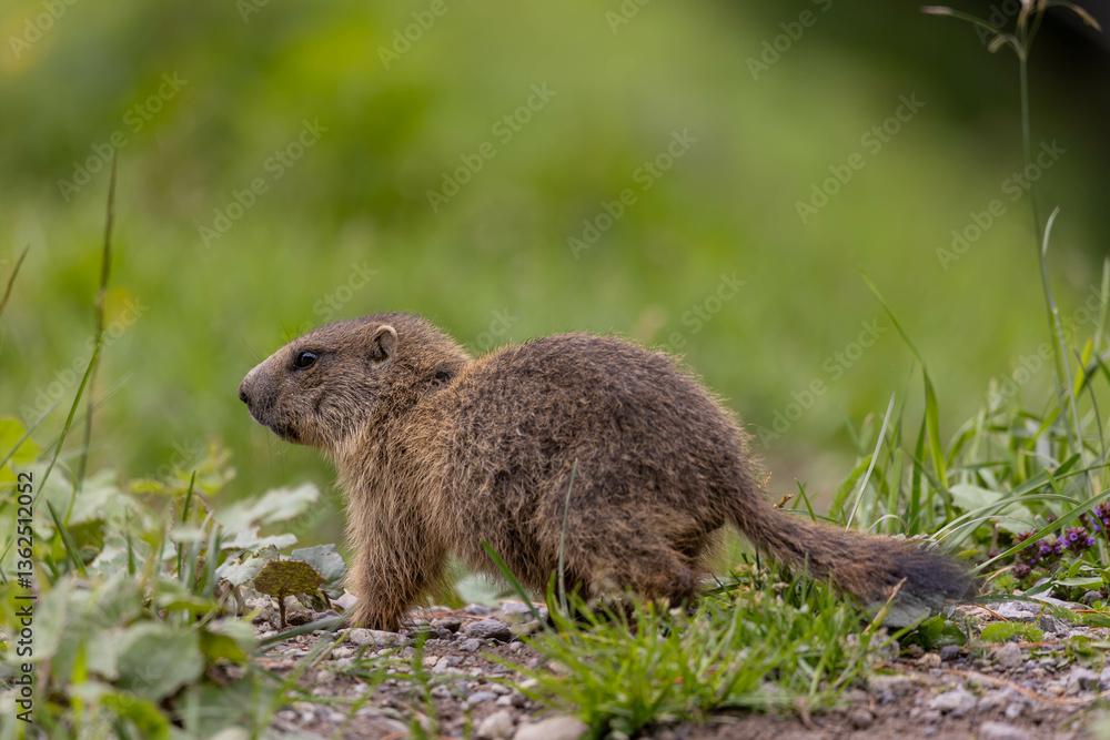 Fototapeta premium Marmot