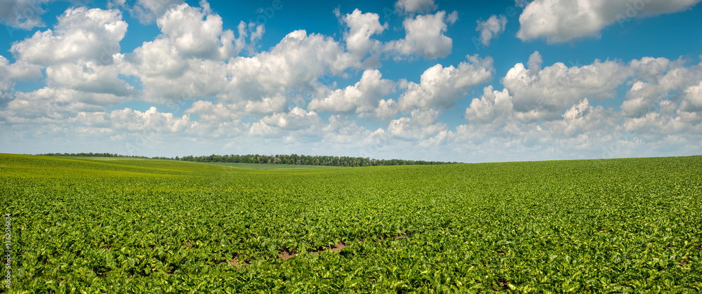 Fototapeta premium panoramic view of green sugar beet field under a blue sky with clouds, agricultural landscapes