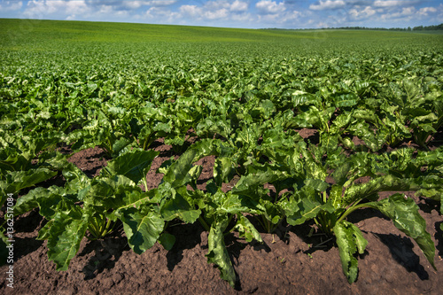 green leaves of sugar beets field to the horizon, wide angle close up