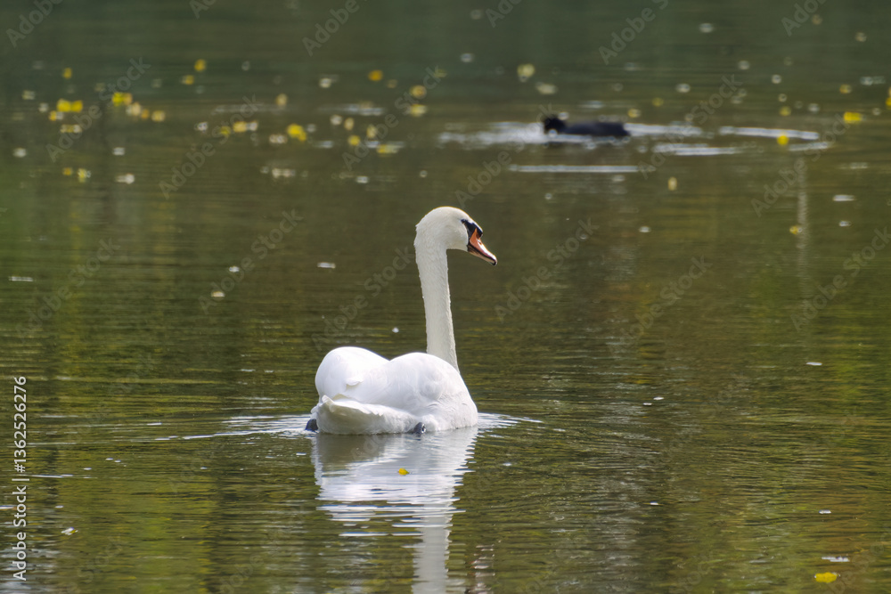 Naklejka premium white swan with elegant body tension, mute swan swimming in the lake, white swan and coot in the background, water birds on the lake, Cygnus olor