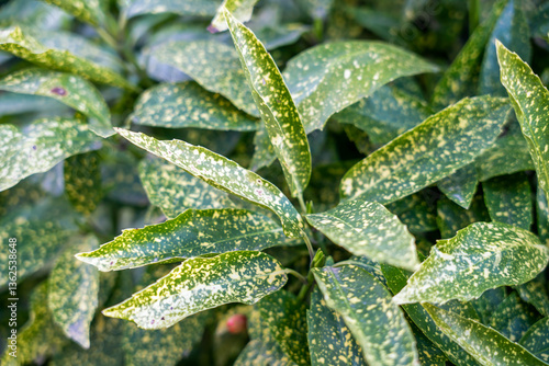 The variegated leaves of laurel aucuba in a Japanese garden. Green background of plant