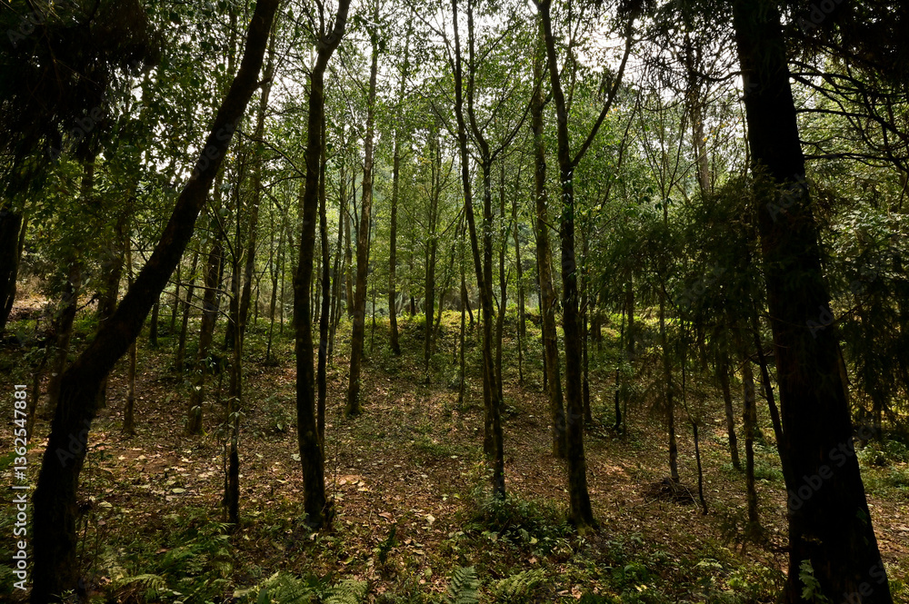 Fototapeta premium sun rays in the forest