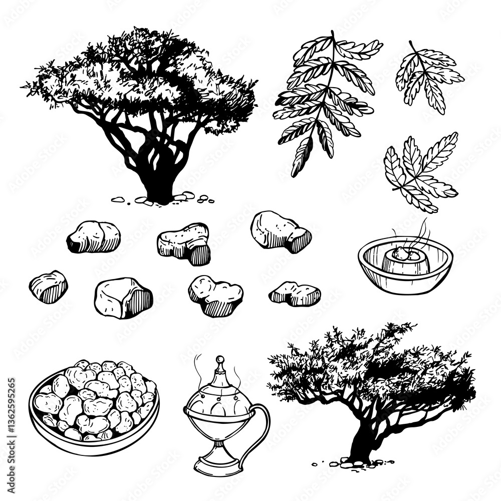 custom made wallpaper toronto digitalHand-drawn Boswellia sacra ( Boswellia carteri, the frankincense tree, the olibanum tree ). Vector sketch  illustration.