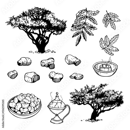 Hand-drawn Boswellia sacra ( Boswellia carteri, the frankincense tree, the olibanum tree ). Vector sketch  illustration.
