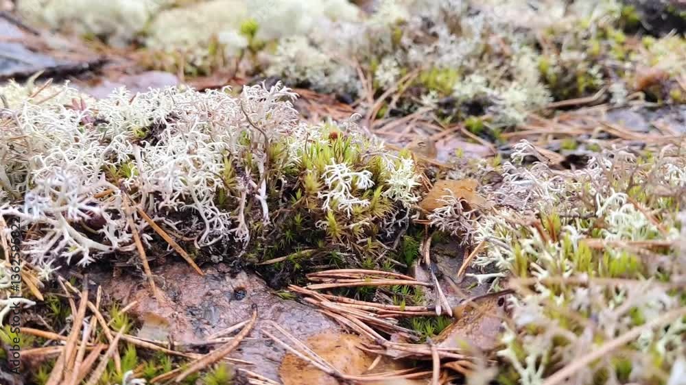Moving close up moss greenery scene, forest floor, ecological, nature, woodland. Northern nature, growing foliage, grey moss. Moving close up moss greenery scene, forest floor, ecological, nature, woodland. Northern nature, growing foliage, grey moss.