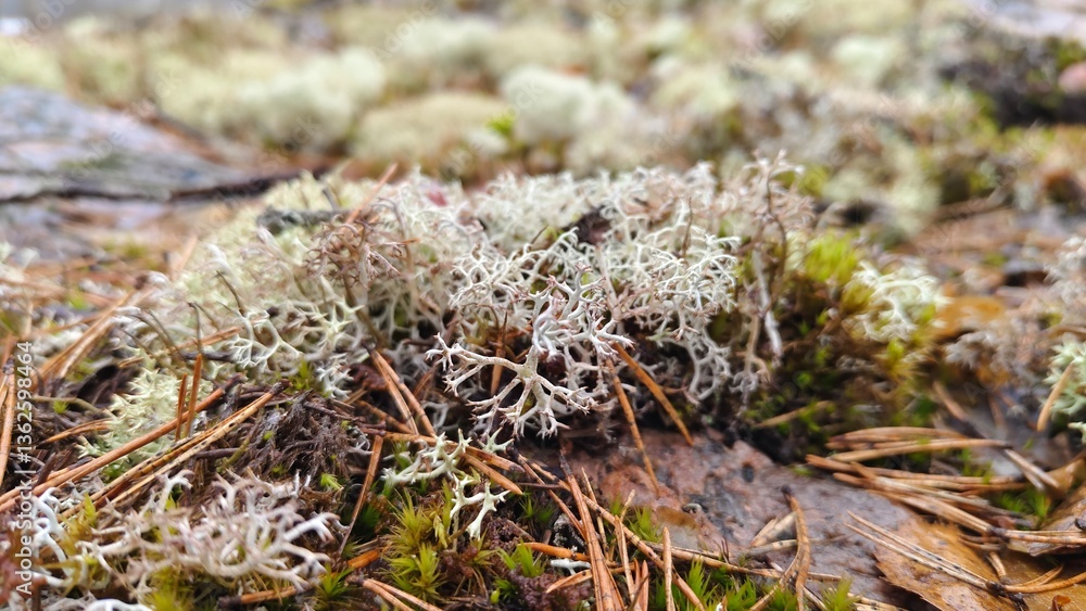 Close up moss greenery scene, forest floor, ecological, nature, woodland. Ecology background textured natural banner. Northern nature, growing foliage, grey moss. Close up moss greenery scene, forest floor, ecological, nature, woodland. Ecology background textured natural banner. Northern nature, growing foliage, grey moss.