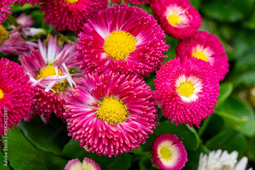 Obraz premium Bellis perennis, the daisy, is a European species of the family Asteraceae, often considered the archetypal species of the name daisy. To distinguish this species from other plants known as daisies, i