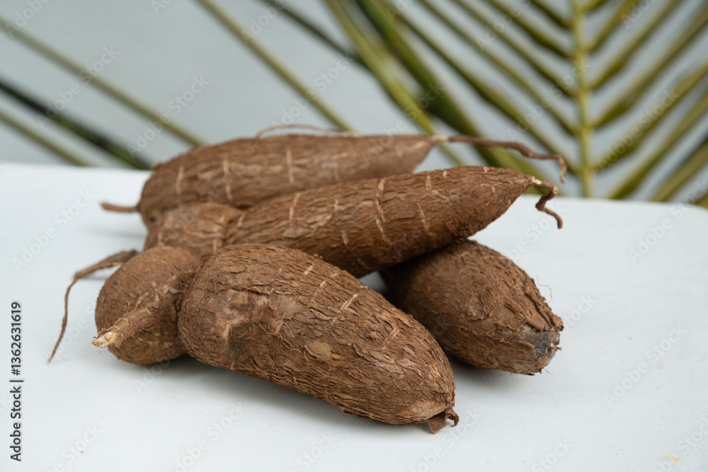 Organic raw Cassava or manioc tuber on white table. Yucca cassava root. Popular Indonesian and local food. Close up.