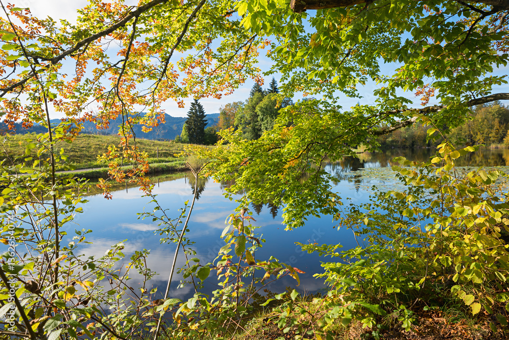 stunning landscape lake Moorweiher near Oberstdorf, view through branches, allgau alps in october.