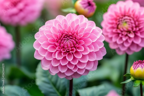 Beautiful pink dahlias bloom in a vibrant garden showcasing late summer colors and textures