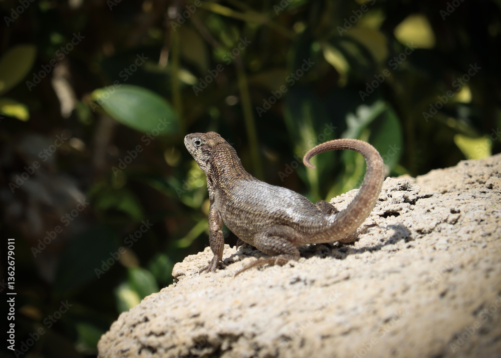 Obraz premium Basking Lizard