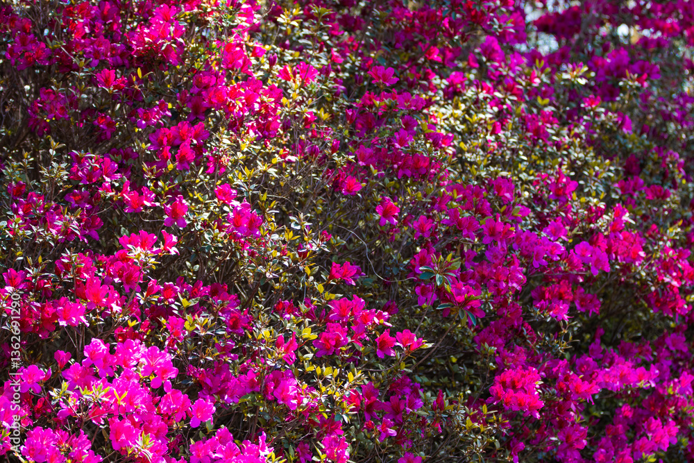 Fototapeta premium Azalea Flowers in Bloom
