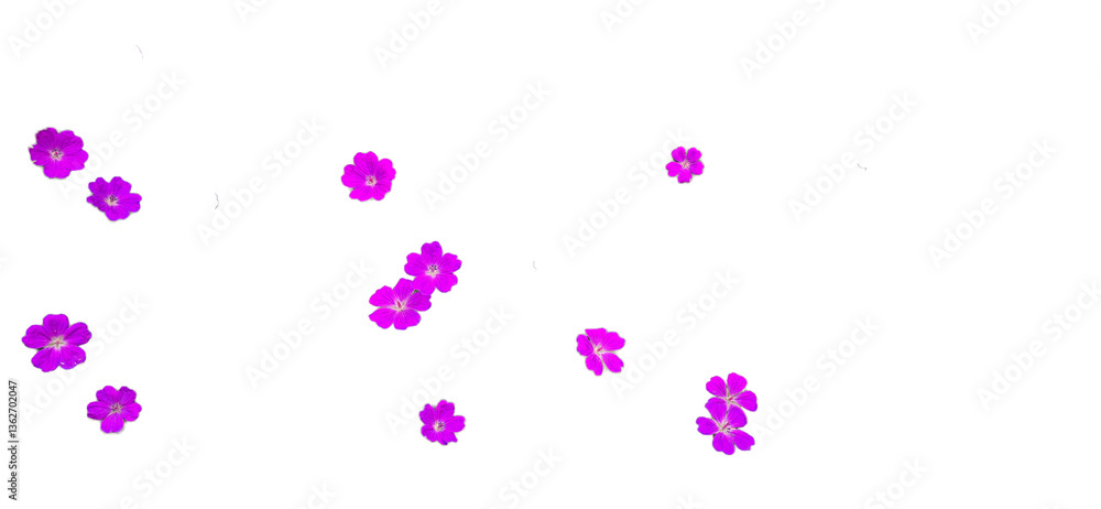 Purple flower Geranium sanguineum isolated on white and transparent background Purple flower Geranium sanguineum isolated on white and transparent background