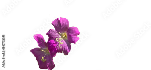 Epilobium hirsutum isolated on white and transparent background