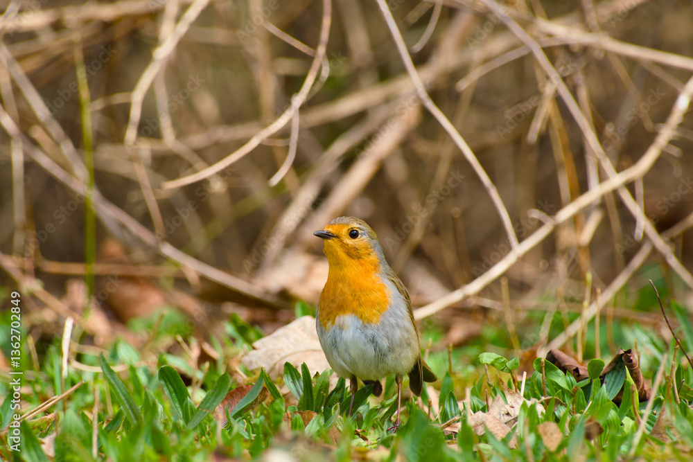 European robin standing on the ground close-up European robin standing on the ground close-up