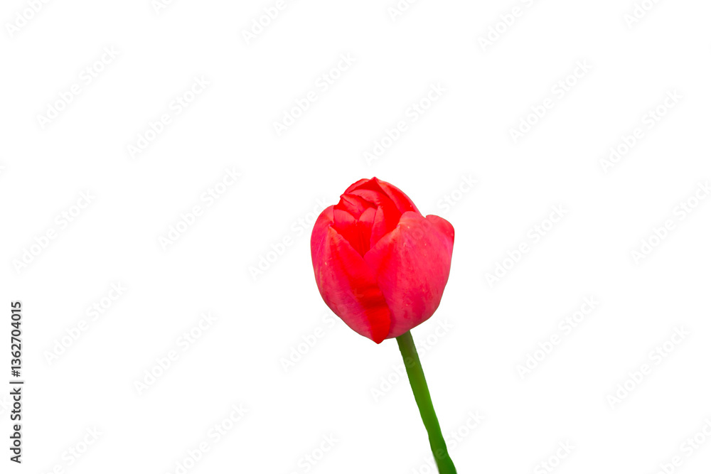 Obraz premium Flower Tulip, fancy creation on white and transparent background.