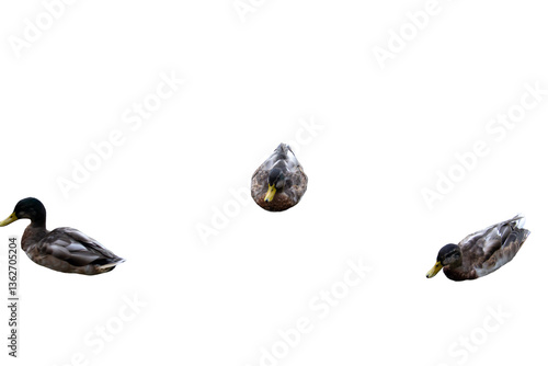 Mallard duck isolated on white and transparent background
