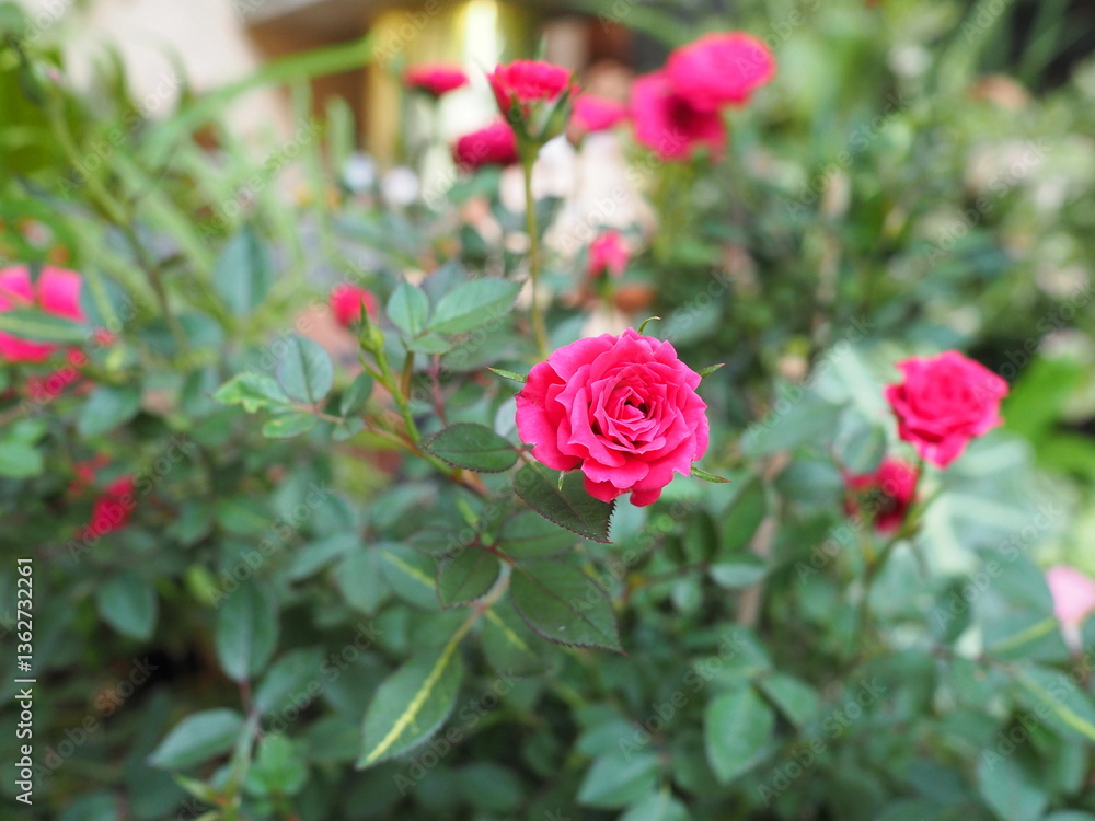 Fairy Rose blooms red or drak pink. Rosa chinensis Jacq. var. minima Voss is in the Rosaceae family. Pygmy Rose is the queen of miniature flowers. Dried flowers for making tea. Small roses fragrant.
