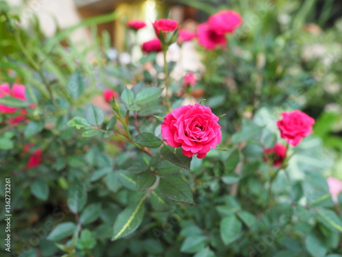 Wallpaper Mural Fairy Rose blooms red or drak pink. Rosa chinensis Jacq. var. minima Voss is in the Rosaceae family. Pygmy Rose is the queen of miniature flowers. Dried flowers for making tea. Small roses fragrant.
 Torontodigital.ca