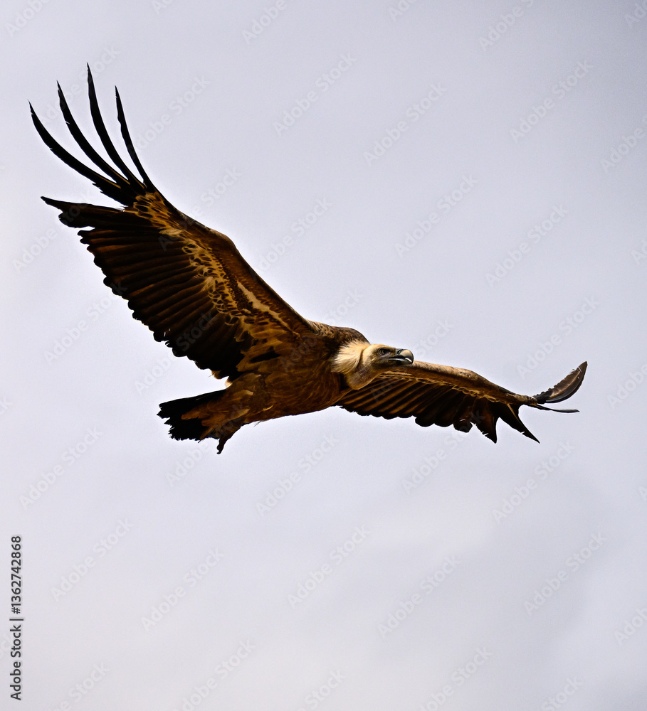 Fototapeta premium Griffon Vulture or Gyps fulvus in flight.