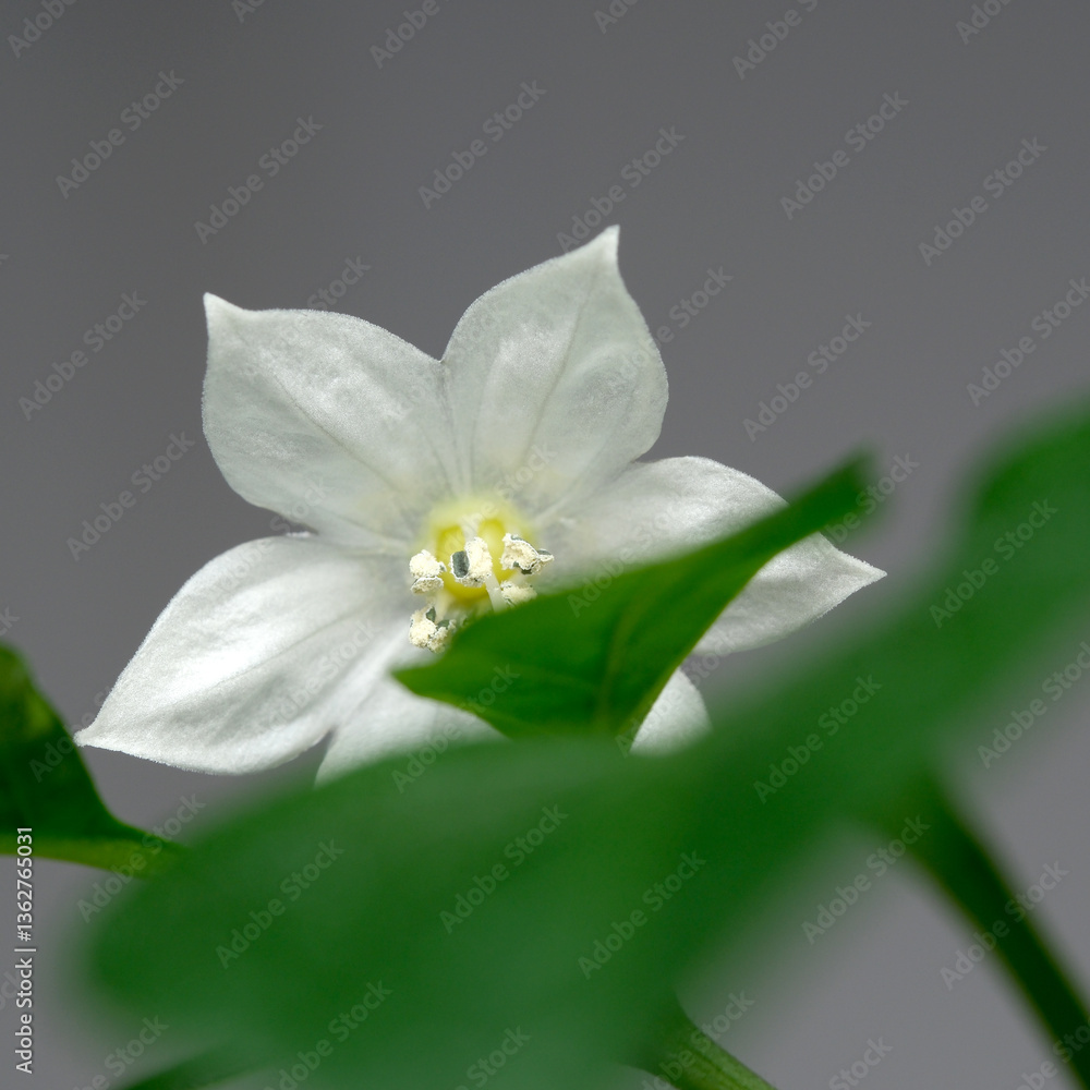 Fototapeta premium Delicate white flower blossoms amid vibrant green leaves in gentle sunlight